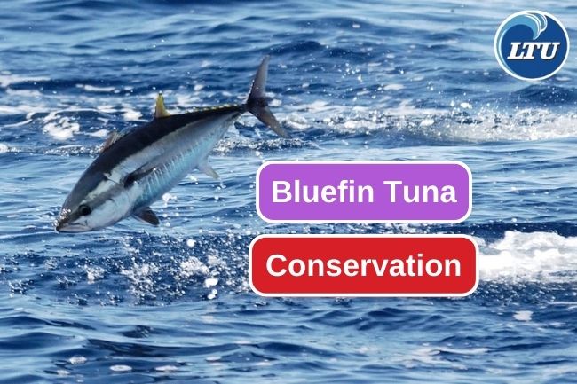 Bluefin Tuna Conservational Status
